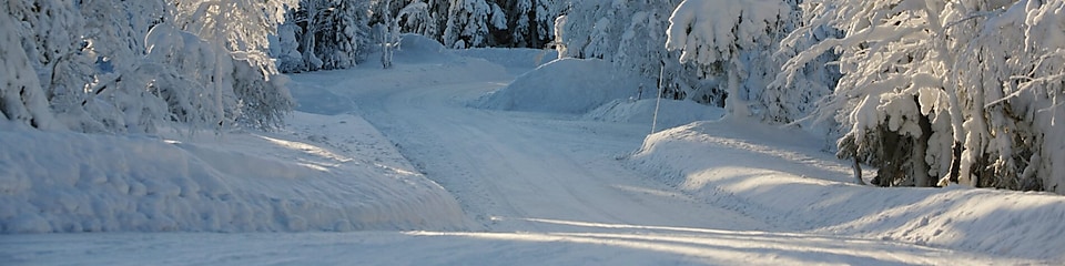 Skogsväg i vinterlandskap